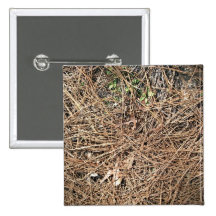 Background Texture of Dry Pine Leaves