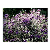 Backlit Asters Post Cards