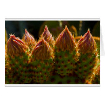 Backlit Beauties 2 Greeting Cards