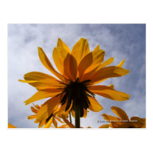 Backlit Black-Eyed Susan Postcards