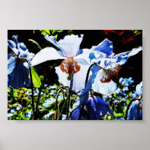 Backlit Canadian Blues Print