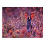 Backlit Cottontail Pink flowers Postcard
