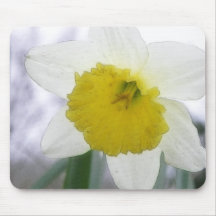 Backlit Daffodil Blossom Mousepads