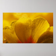 Backlit Petal and Water Print