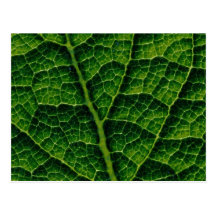 Backlit skunk cabbage leaf texture post cards