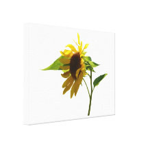 Backlit Sunflower Canvas Print