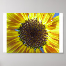 Backlit Sunflower Posters