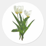 Backlit White Tulips Sticker