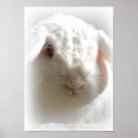 Backpack Bunny Print