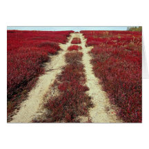Backroads in blueberry fields, New Brunswick, Cana Greeting Card