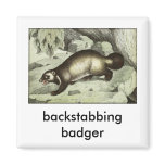 backstabbing badger magnet