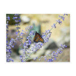 Backyard Beauties (spiders too in comment wall) Post Card