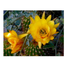 Backyard Cacti Bloom Post Card