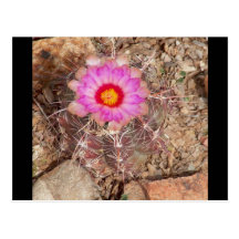 backyard cacti bloom post cards