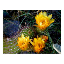 backyard cacti bloom post cards
