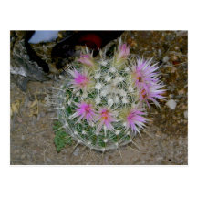Backyard Cacti Bloom Postcard