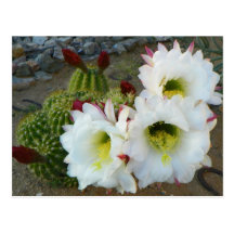Backyard Cacti Blooms Post Cards