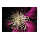 Backyard Clematis Greeting Cards