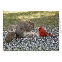 Backyard Gossip Cards