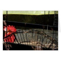 Backyard Rooster Greeting Card