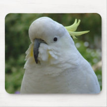 Backyard visitor mouse pads