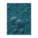 Bacterial cells of Staphylococcus Aureus Close Up
