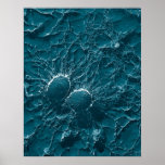 Bacterial cells of Staphylococcus Aureus Close Up posters