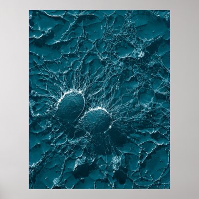Bacterial cells of Staphylococcus Aureus Close Up by TheArts