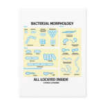Bacterial Morphology All Located Inside (Bacteria)