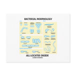 Bacterial Morphology All Located Inside (Bacteria)