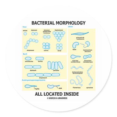 Bacterial Morphology All Located Inside (Bacteria) by wordsunwords