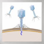 Bacteriophage attacking a bacterium poster