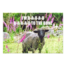 Bad Black Sheep Photo