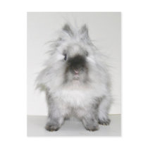Bad hair day bunny postcard