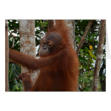 Bad Hair Day Greeting Cards