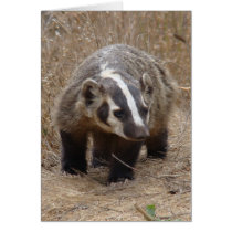 Badger Approach Card