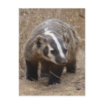 Badger Approach Postcard