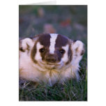 Badger Greeting Card