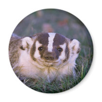 Badger Magnet