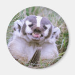Badger Magnets