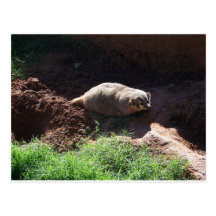 Badger Post Card