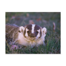 Badger Postcards