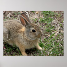 Badlands Bunny Poster