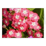 Badrinath Valley of Flowers 1 Cards