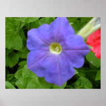Baeutiful Blue Petunia Print