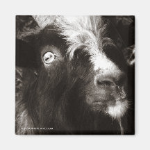 Bagot Goat Photo Old Style - Animal Magnets