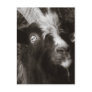 Bagot Goat Portrait Old Style - Animal Photography Post Cards