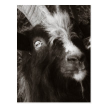 Bagot Goat Portrait Old Style - Animal Photography Post Cards