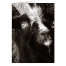 Bagot Goat Portrait Old Style Greeting Card