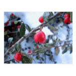 Baies rouges de cynorrhodon d'hiver carte postale